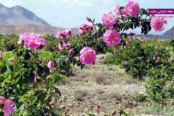 	کاشان؛ بهشت گلاب گیری ایران | وب 