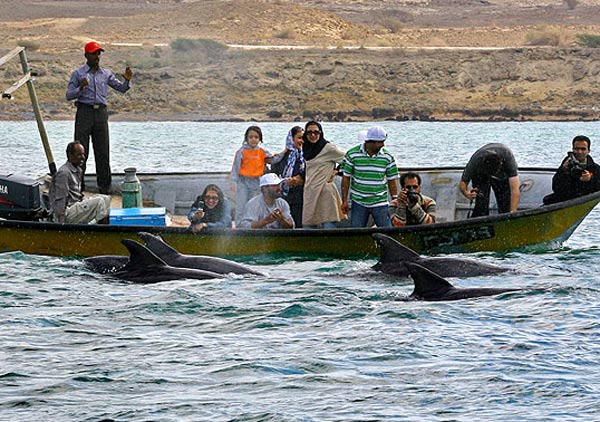 جزیره هنگام، ملاقات با دلفین ها