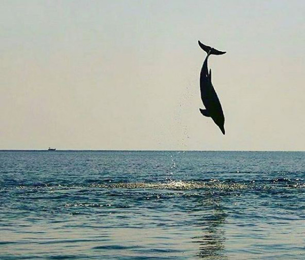 جزیره هنگام، ملاقات با دلفین ها | وب 