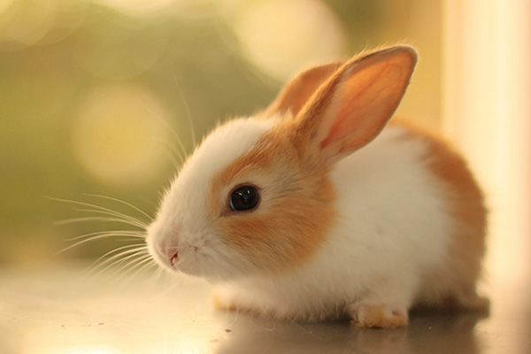 	شرایط نگهداری خرگوش در خانه | وب 
