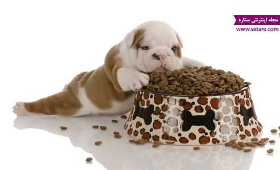 	غذای سگ خانگی چیست؟ | وب 