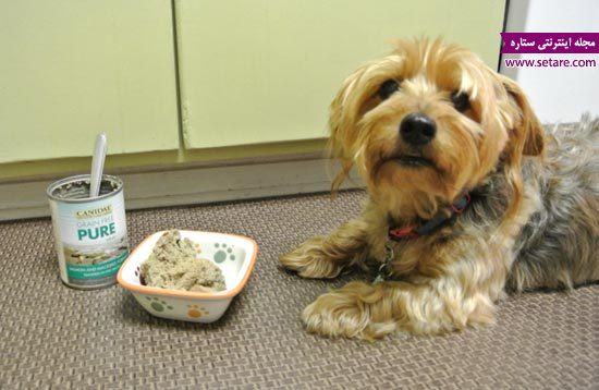 	غذای سگ خانگی چیست؟ | وب 