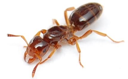 	روغن مورچه چیست؟ + خواص روغن موچه | وب 