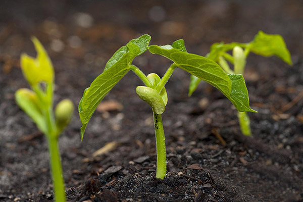 آموزش کاشت لوبیا سبز در گلدان | وب 