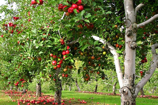 	اصول فاصله کاشت درخت میوه چیست؟