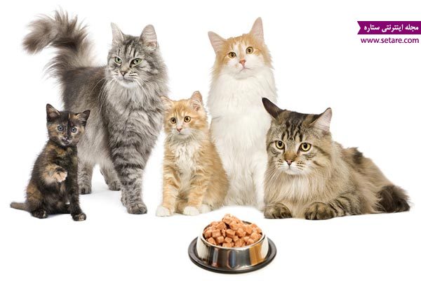 	غذای گربه و بچه گربه چیست؟ | وب 