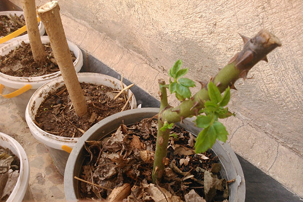 	نحوه نگهداری و کاشت گل محمدی در گلدان | وب 