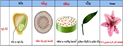 	گیاهان تک لپه چه خصوصیاتی دارند؟ (آشنایی با گیاهان تک لپه ای) | وب 