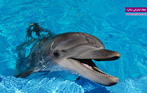 	18 حقیقت شگفت انگیز زندگی دلفین ها!