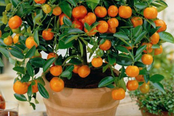 	بهترین روش کاشت دانه پرتقال در گلدان