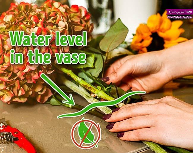 	10 راه ساده برای افزایش عمر و ماندگاری گل طبیعی | وب 