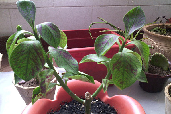 	نحوه نگهداری گیاه فردوس (سینادیوم گرانتی) در آپارتمان