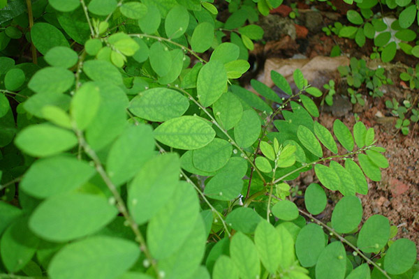 	خواص گیاه فیلانتوس نیروری چیست؟ | وب 