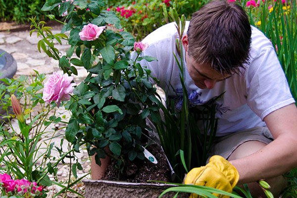 	نحوه کاشت و نگهداری گل رز در باغچه و گلدان | وب 