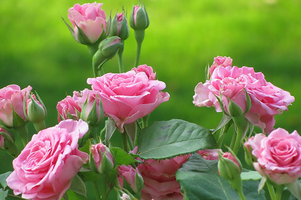 	نحوه کاشت و نگهداری گل رز در باغچه و گلدان | وب 