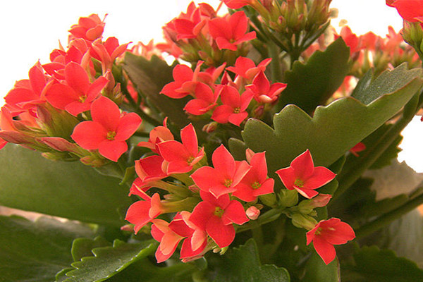 روش تکثیر و نگهداری گل کالانکوا در گلدان | وب 