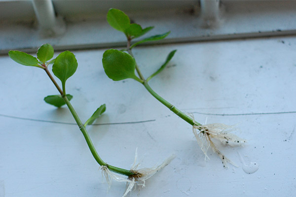 روش تکثیر و نگهداری گل کالانکوا در گلدان | وب 