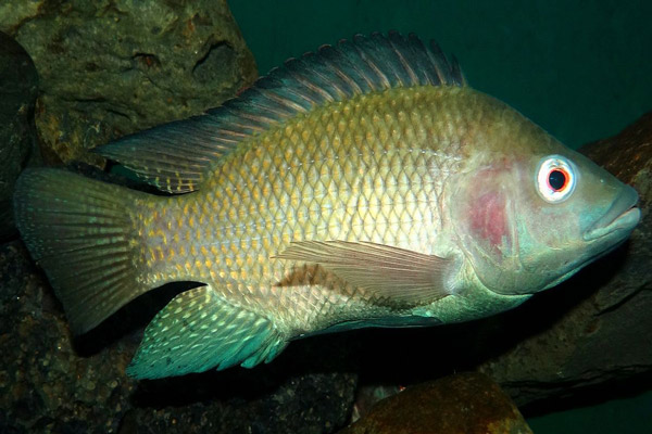 	ماهی تیلاپیا چیست؟ | وب 