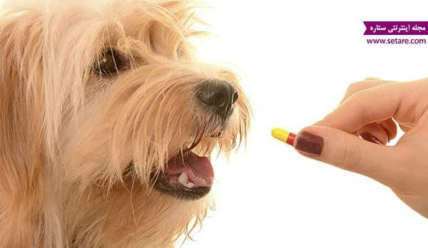 	تربیت و نگهداری از سگ های خانگی (1) | وب 