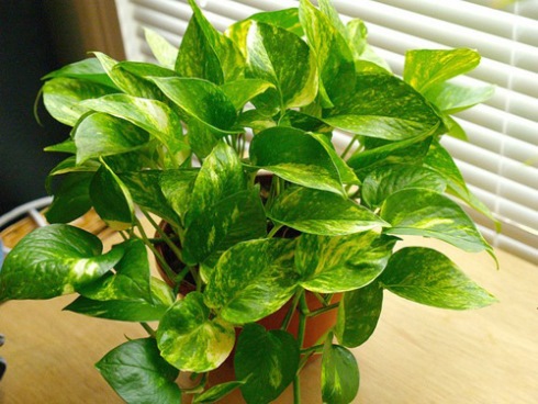 4 گیاه مقاوم که می توانید در آپارتمان نگهداری کنید