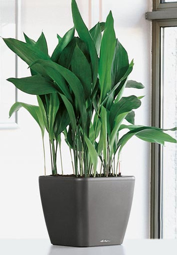 4 گیاه مقاوم که می توانید در آپارتمان نگهداری کنید