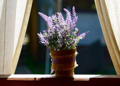 5 گیاه خانگی که آرامش را به خانه تان می آورند