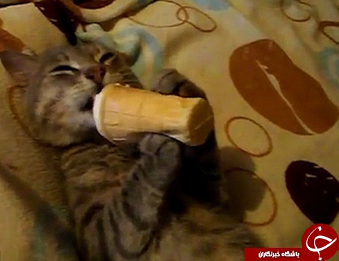 عکس های جالب از علاقه یک گربه به خوردن بستنی قیفی