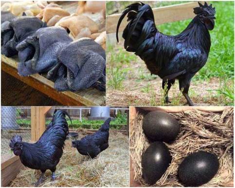 این مرغ و خروس سیاه رنگ 30 میلیون تومان قیمت دارند! عکس